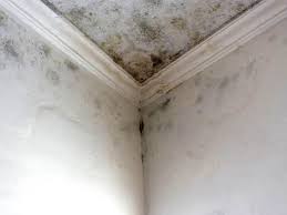 Best Post-Construction Mold Inspection  in Summerville, SC